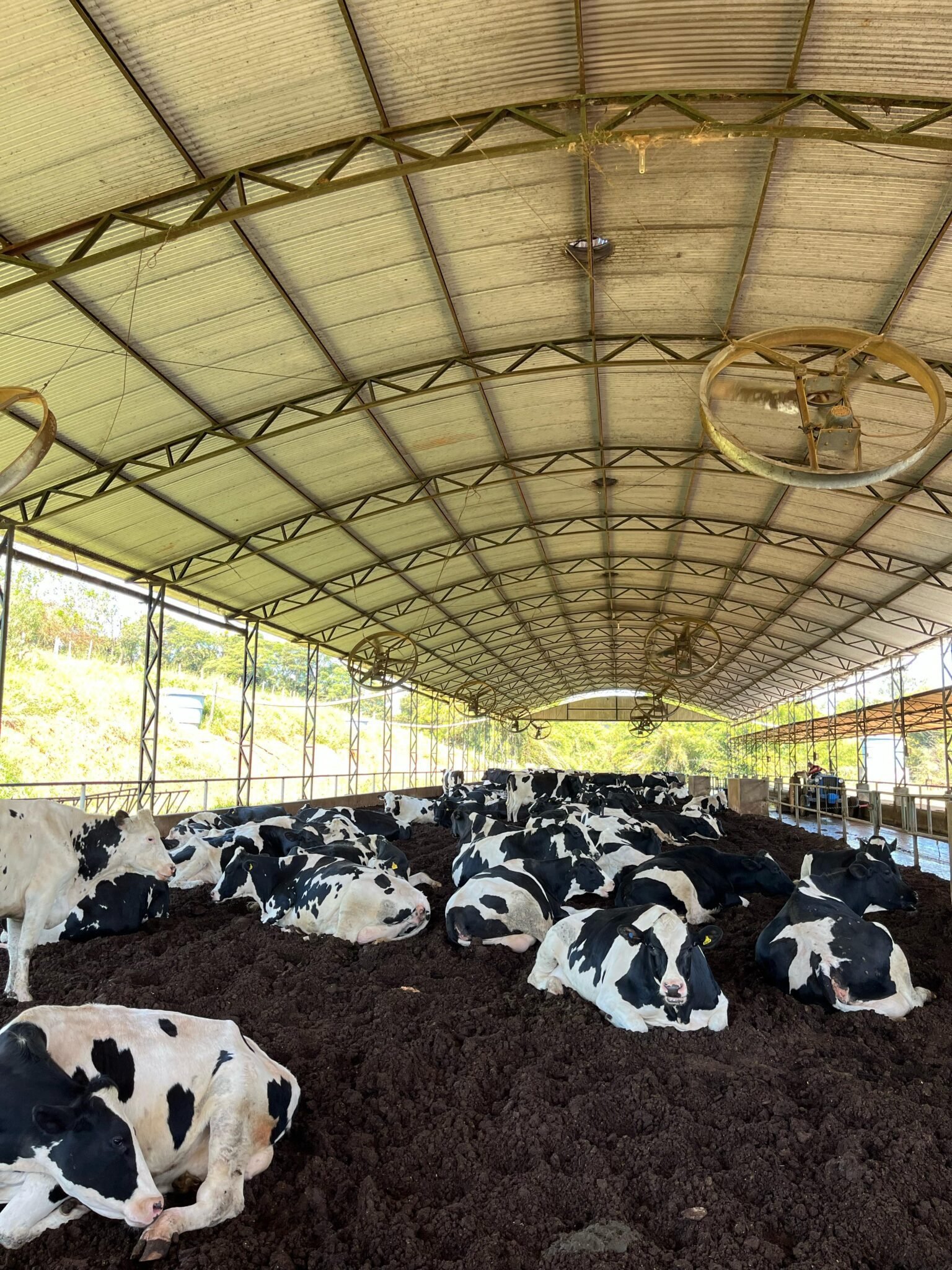 Inovações No Manejo De Compost Barn Como O Kerasani Compost Está 